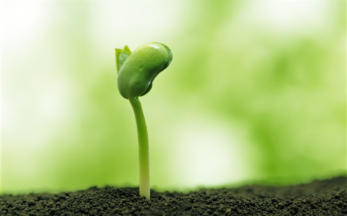 Spring, seeds germinate Wallpapers Pictures Photos Images