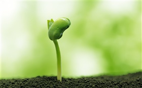 Spring, seeds germinate HD wallpaper