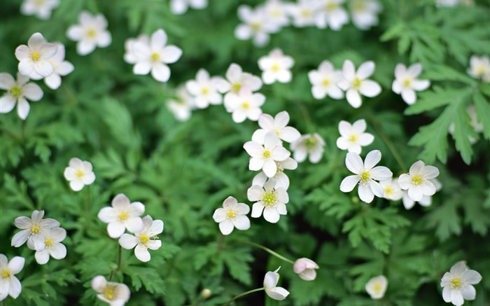 Spring, white little flowers close-up Wallpapers Pictures Photos Images