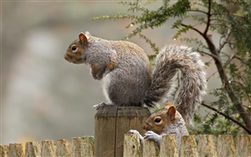 Squirrel close-up, tail, rodent, fence HD wallpaper