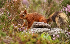 Squirrel, grass, stones HD wallpaper