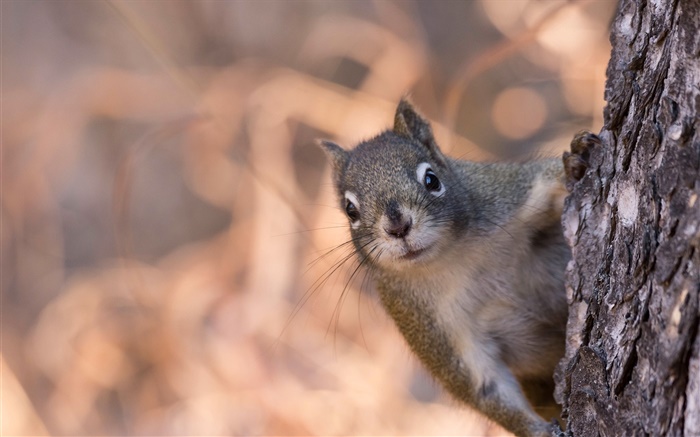 Squirrel hiding behind a tree Wallpapers Pictures Photos Images