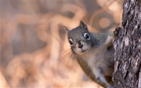 Squirrel hiding behind a tree HD wallpaper
