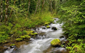 Still Creek, Mt. Hood National Forest, Oregon, USA HD wallpaper