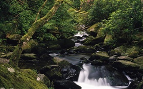 Stones, creek, nature scenery HD wallpaper