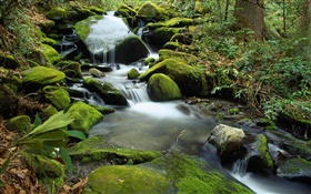 Stones, moss, creek, stream, water HD wallpaper