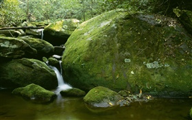 Stones, moss, creek, water, trees HD wallpaper