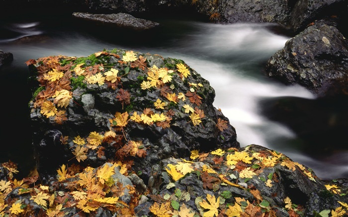 Stones, yellow leaves, creek, autumn Wallpapers Pictures Photos Images