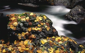 Stones, yellow leaves, creek, autumn HD wallpaper