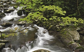 Stream, creek, stones, Great Smoky Mountains National Park, Tennessee, USA HD wallpaper