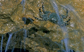 Streams crabs HD wallpaper
