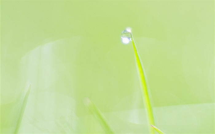 Summer fresh background, grass, dew, green Wallpapers Pictures Photos Images