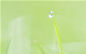 Summer fresh background, grass, dew, green HD wallpaper
