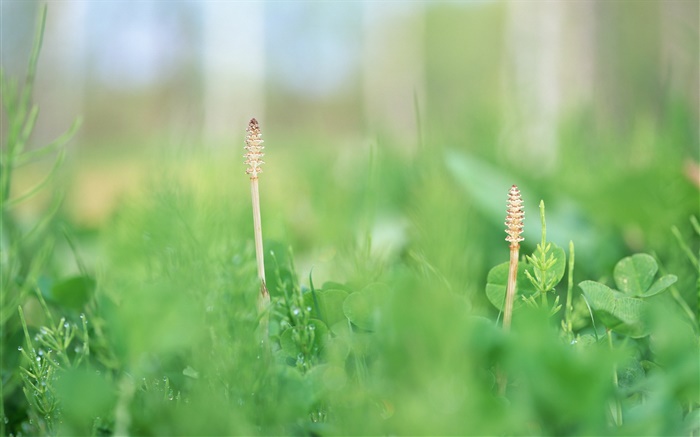 Summer grass close-up, green Wallpapers Pictures Photos Images