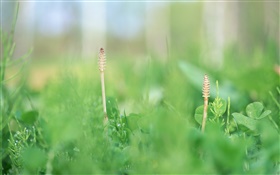 Summer grass close-up, green HD wallpaper