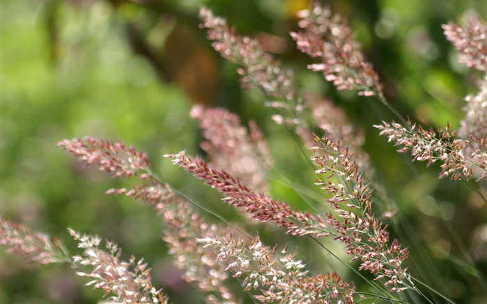 Summer, grass close-up Wallpapers Pictures Photos Images