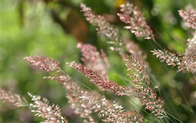 Summer, grass close-up HD wallpaper