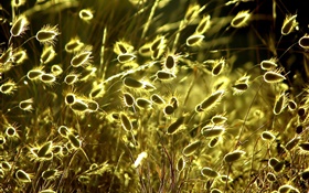 Summer nature plants close-up, grass, sunshine