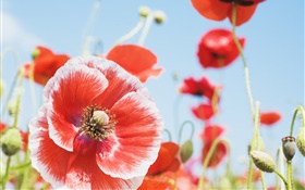 Summer poppies, red and white petals HD wallpaper