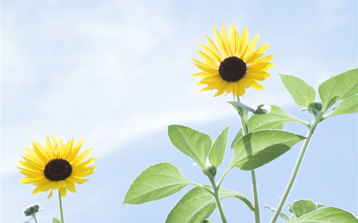 Summer sunflowers, blue sky Wallpapers Pictures Photos Images