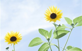Summer sunflowers, blue sky HD wallpaper