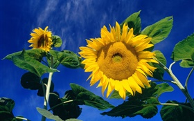 Summer sunflowers, green leaves, blue sky HD wallpaper