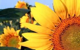 Sunflower close-up, yellow petals