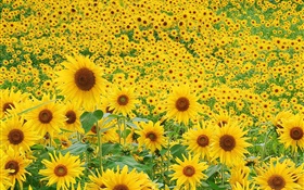 Sunflowers field, yellow petals HD wallpaper