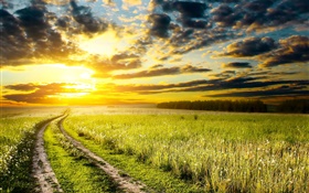 Sunset, meadow, grass, field, sun, clouds HD wallpaper