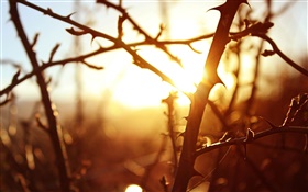 Sunset, tree branches, macro photography HD wallpaper