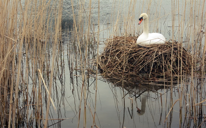 Swan in the lake, weeds Wallpapers Pictures Photos Images