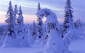 Thick snow, trees, dawn HD wallpaper