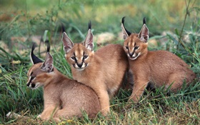 Three cute mountain lion cubs HD wallpaper