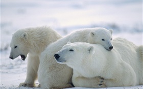 Three polar bears, snow, cold HD wallpaper