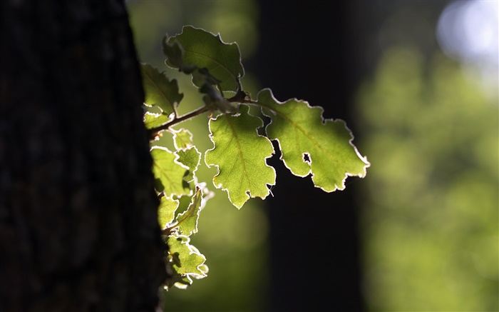 Tree, green leaf, sunshine Wallpapers Pictures Photos Images