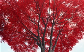 Tree, red leaves, autumn HD wallpaper