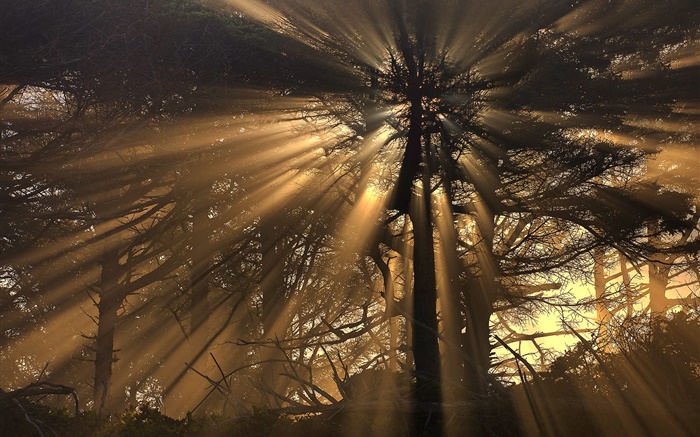 Trees, forest, sun rays Wallpapers Pictures Photos Images