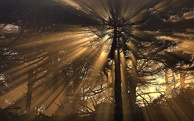 Trees, forest, sun rays HD wallpaper