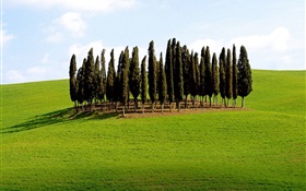 Trees, grass, Italy HD wallpaper