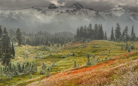 Trees, grass, mountains, dusk