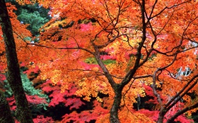 Trees, red leaves, twigs, autumn nature scenery HD wallpaper