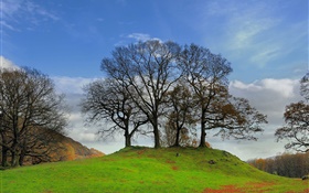 Trees, slope, grass HD wallpaper