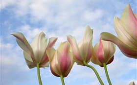 Tulip flowers close-up, blue sky