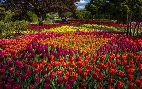 Tulips, colorful, trees, park HD wallpaper