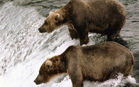Two bears in the river, hunt fish