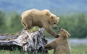 Two bears playing game HD wallpaper
