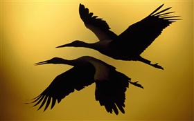 Two birds flying, sunset HD wallpaper