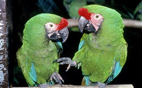 Two green parrots close-up HD wallpaper