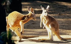Two kangaroo, Australia