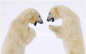 Two polar bears face to face HD wallpaper